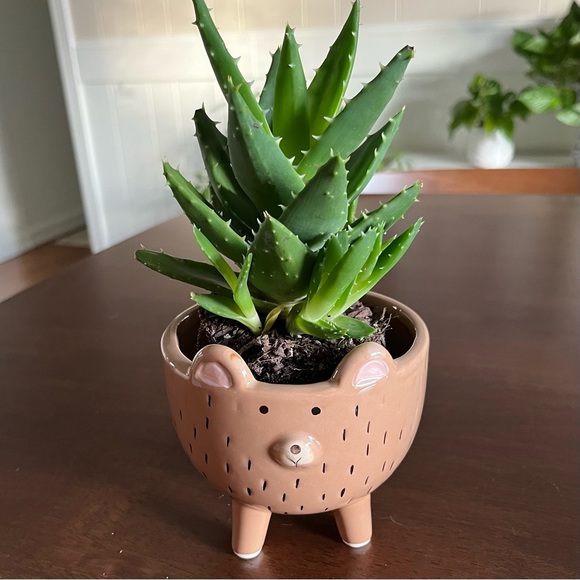 New Ceramic Bear Planter - Picture 2 of 11